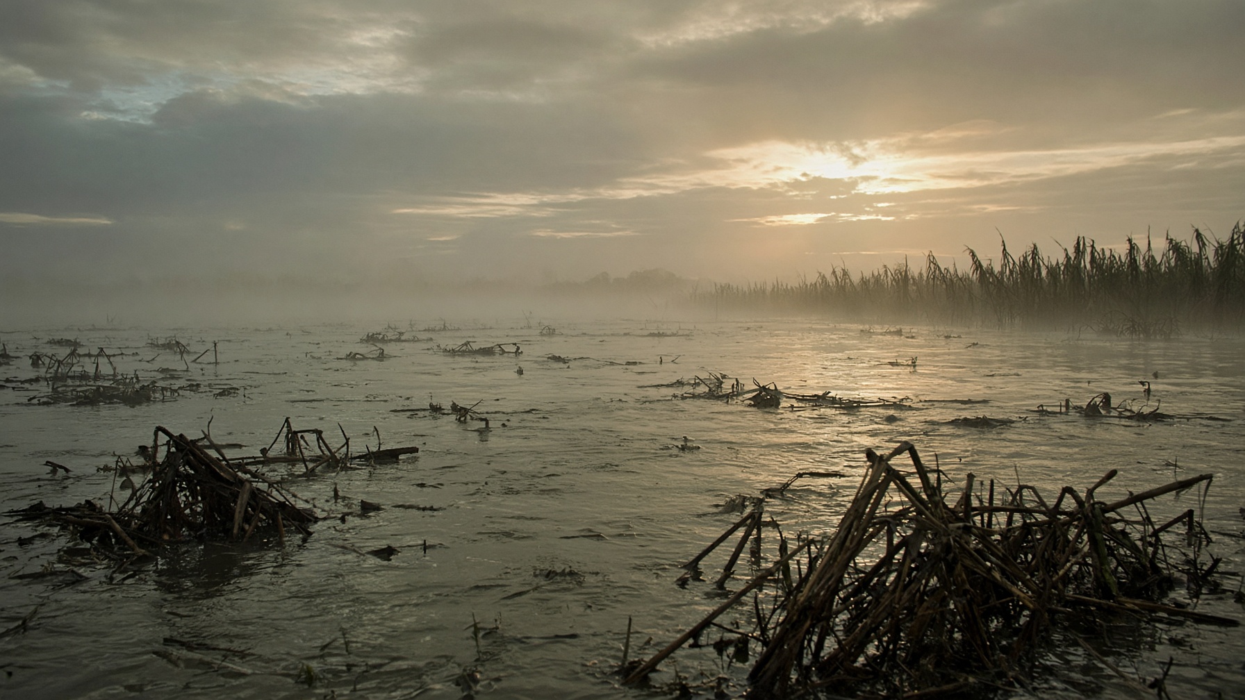 Quiet flooded cane country at dawn, mist over gray-green water stretching to the horizon.